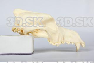 Skull Dog 0033